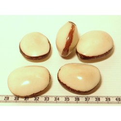 Tagua graine bombée blanc x1