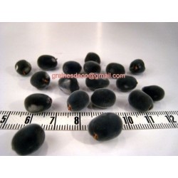 Perle de Zanzibar