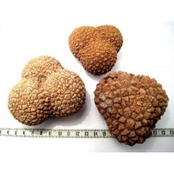 Manicaria fruit