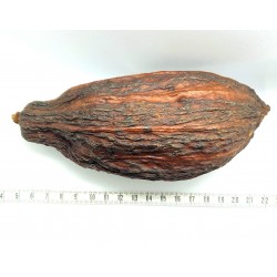 Fruit cabosse de cacao