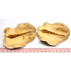 Bouche de grenouille demi...