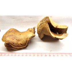 Bouche de grenouille