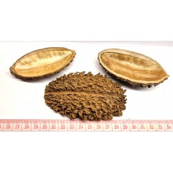 Ti-cannot de Bolivie